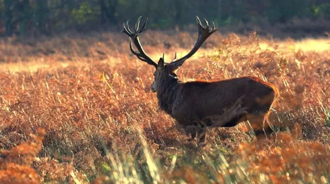 Deer in wild forest Stock Footage 57344935