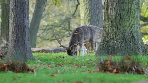 Deer in wild forest Stock Footage 57349294