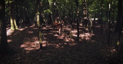 Deer in the wild forest Stockbeeldmateriaal 64597716