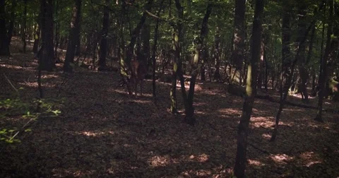 Deer in the wild forest 스톡 동영상 64597813