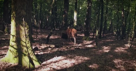 Deer in the wild forest Stockbeeldmateriaal 64597860