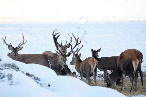 Deer in the wild. A group of deer in the winter forest in the daytime. Close-up. Stock Photos