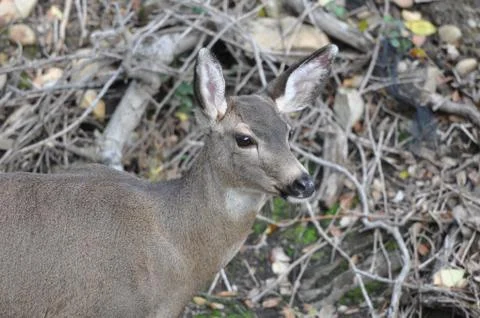 Deer in the wild Stock Photos