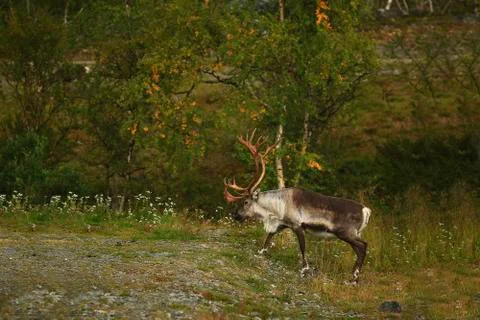 Deer in the wild Stock Photos