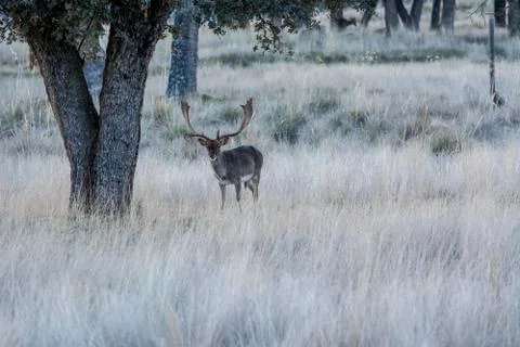 Deer in the wild Stock Photos
