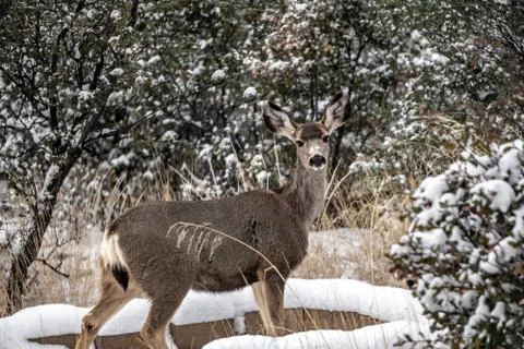 Deer in the wild Stock Photos