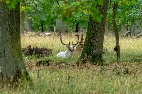 Deer in the wild Stock Photos