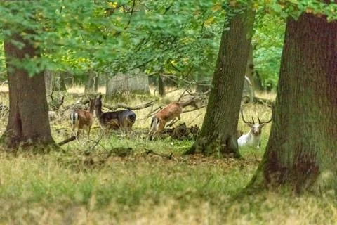 Deer in the wild Stock Photos