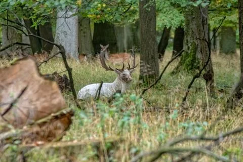 Deer in the wild Stock Photos