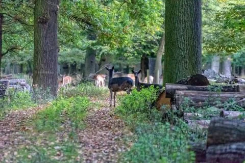 Deer in the wild Stock Photos