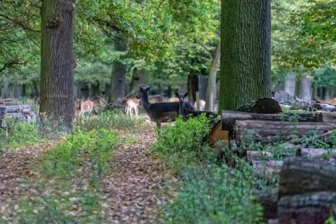 Deer in the wild Stock Photos