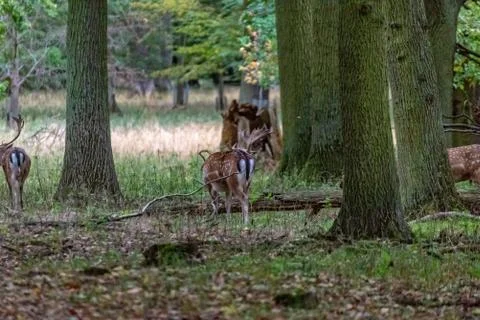 Deer in the wild Stock Photos