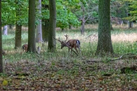 Deer in the wild Stock Photos