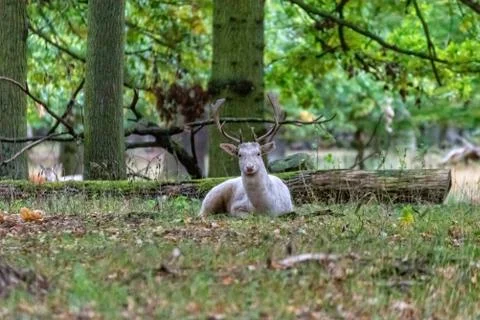 Deer in the wild Stock Photos