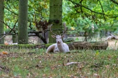 Deer in the wild Stock Photos