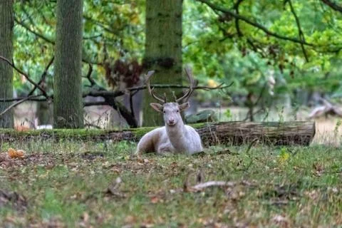 Deer in the wild Stock Photos