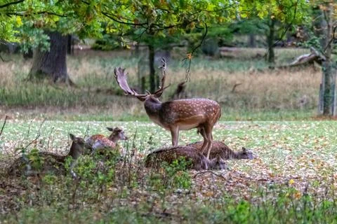 Deer in the wild Stock Photos