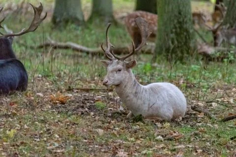 Deer in the wild Stock Photos