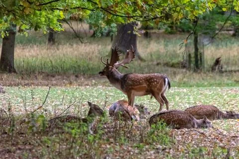 Deer in the wild Stock Photos