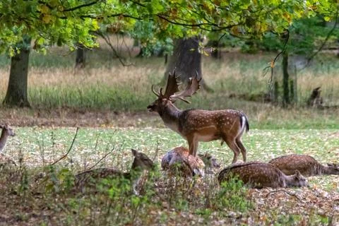 Deer in the wild Stock Photos