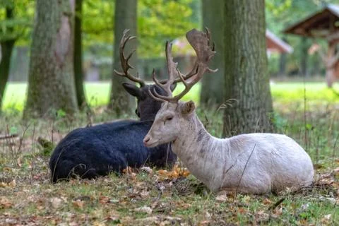Deer in the wild Stock Photos