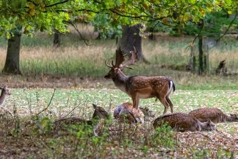Deer in the wild Stock Photos