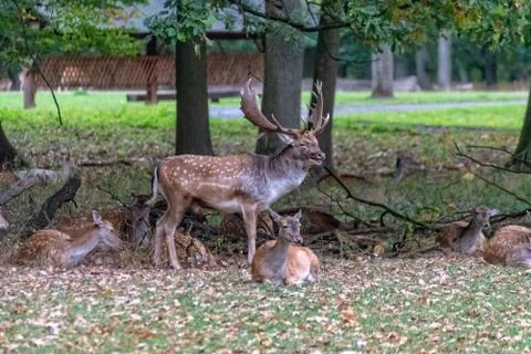Deer in the wild Stock Photos