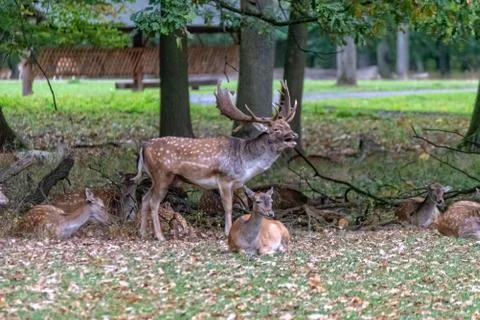 Deer in the wild Stock Photos