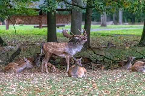 Deer in the wild Stock Photos