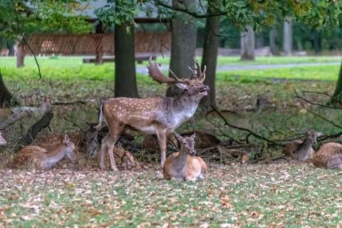 Deer in the wild Stock Photos