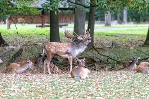 Deer in the wild Stock Photos