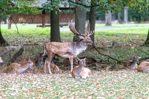 Deer in the wild Stock Photos