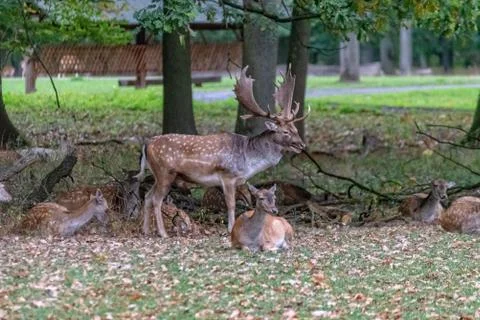 Deer in the wild Stock Photos