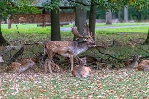 Deer in the wild Stock Photos