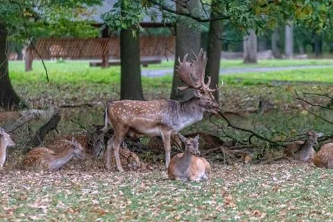 Deer in the wild Stock Photos