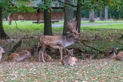 Deer in the wild Stock Photos