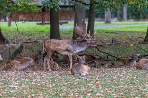 Deer in the wild Foto stock