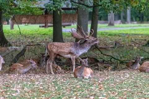 Deer in the wild Stock Photos