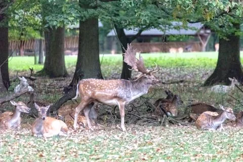 Deer in the wild Stock Photos