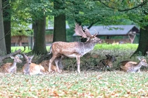 Deer in the wild Stock Photos