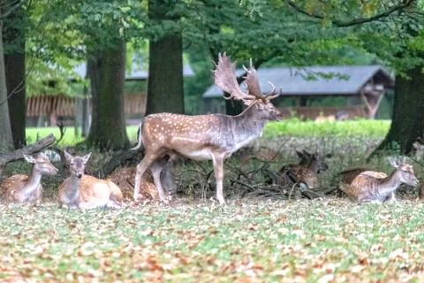 Deer in the wild Stock Photos