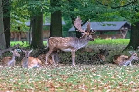 Deer in the wild Stock Photos