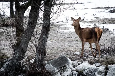 Deer in the wild Stock Photos