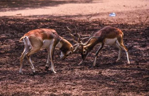 Deer in the wild Fotos de archivo