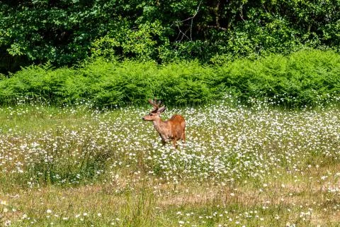 A Deer in the Wild Stock Photos