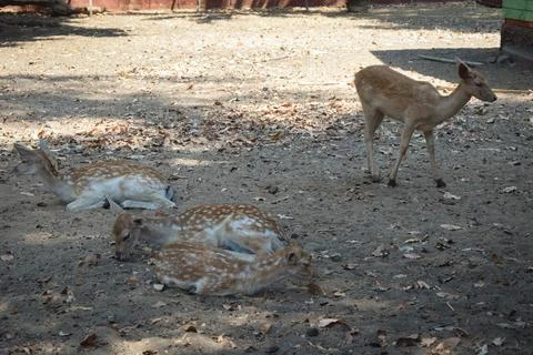 A deer in the wild  Stock Photos