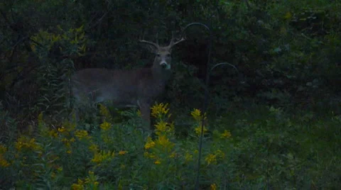 Deer in Wilderness Stock Footage 1019523