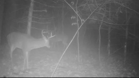 Deer on wildlife camera Stock Footage 151545266