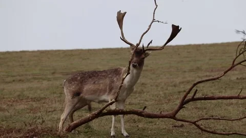 Deer in wildlife park Video stock 131165258