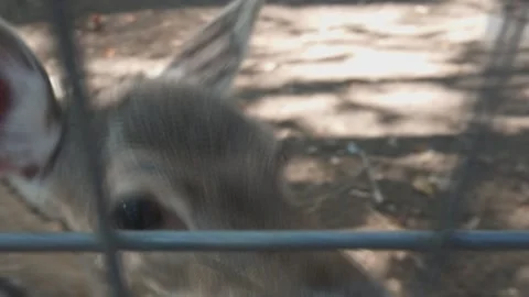 Deer in a wildlife park Stock Footage 148041809